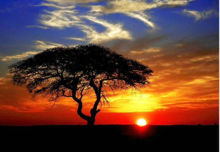 MF031 Wall décor art photographic on canvas landscape thorn tree sunset